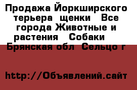Продажа Йоркширского терьера, щенки - Все города Животные и растения » Собаки   . Брянская обл.,Сельцо г.